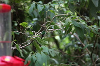 Canon EOS 5D Mark II, 2011:12:28 11:35:58 -- 1/125 sec, f/4.0.  No Flash, Compulsory.5616x3744 Off.
