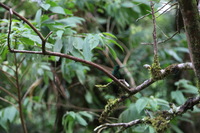Canon EOS 5D Mark II, 2011:12:28 11:37:11 -- 1/100 sec, f/4.0.  No Flash, Compulsory.5616x3744 Off.