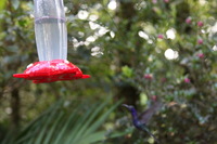 Canon EOS 5D Mark II, 2011:12:28 11:40:31 -- 1/60 sec, f/4.0.  No Flash, Compulsory.5616x3744 Off.