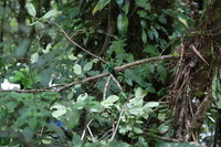 Canon EOS 5D Mark II, 2011:12:28 11:41:39 -- 1/125 sec, f/4.0.  No Flash, Compulsory.5616x3744 Off.