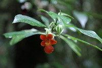 Canon EOS 5D Mark II, 2011:12:28 12:17:25 -- 1/100 sec, f/4.0.  No Flash, Compulsory.5616x3744 Off.