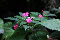 Canon EOS 5D Mark II, 2011:12:28 13:17:24 -- 1/125 sec, f/4.0.  No Flash, Compulsory.5616x3744 Off.