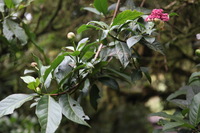 Canon EOS 5D Mark II, 2011:12:28 13:33:52 -- 1/80 sec, f/4.0.  No Flash, Compulsory.5616x3744 Off.