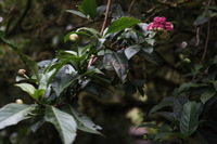 Canon EOS 5D Mark II, 2011:12:28 13:34:10 -- 1/80 sec, f/4.0.  No Flash, Compulsory.5616x3744 Off.