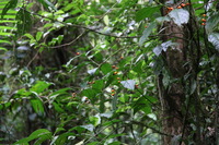 Canon EOS 5D Mark II, 2011:12:28 14:01:13 -- 1/100 sec, f/4.0.  No Flash, Compulsory.5616x3744 Off.
