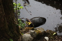 Canon EOS 5D Mark II, 2011:12:28 18:33:48 -- 1/40 sec, f/4.0.  No Flash, Compulsory.5616x3744 Off.