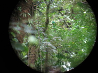 Canon PowerShot A590 IS, 2011:12:28 10:51:08 -- 1/50 sec, f/2.6.  No Flash, Compulsory.3264x2448 Off.