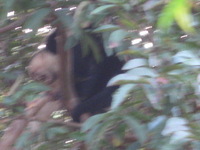 Canon PowerShot A590 IS, 2011:12:29 08:02:39 -- 1/20 sec, f/5.5.  No Flash, Compulsory.3264x2448 Off.