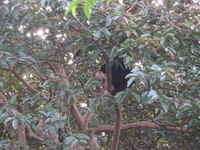 Canon PowerShot A590 IS, 2011:12:29 08:02:48 -- 1/20 sec, f/5.5.  No Flash, Compulsory.3264x2448 Off.