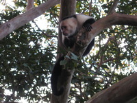 Canon PowerShot A590 IS, 2011:12:29 08:09:58 -- 1/60 sec, f/4.5.  No Flash, Compulsory.3264x2448 Off.