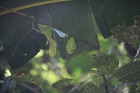 Canon EOS 5D Mark II, 2011:12:30 09:37:00 -- 1/60 sec, f/5.6.  No Flash, Compulsory.5616x3744 Off.