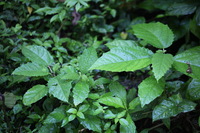 Canon EOS 5D Mark II, 2011:12:30 10:14:21 -- 1/60 sec, f/4.0.  No Flash, Compulsory.5616x3744 Off.