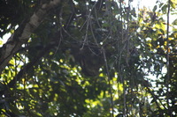 Canon EOS 5D Mark II, 2011:12:30 10:29:38 -- 1/320 sec, f/5.6.  No Flash, Compulsory.5616x3744 Off.