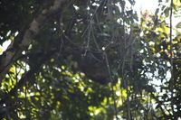 Canon EOS 5D Mark II, 2011:12:30 10:29:40 -- 1/320 sec, f/5.6.  No Flash, Compulsory.5616x3744 Off.