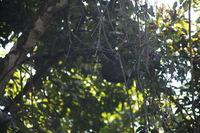 Canon EOS 5D Mark II, 2011:12:30 10:29:44 -- 1/320 sec, f/5.6.  No Flash, Compulsory.5616x3744 Off.
