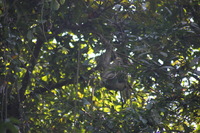 Canon EOS 5D Mark II, 2011:12:30 10:30:39 -- 1/250 sec, f/5.6.  No Flash, Compulsory.5616x3744 Off.