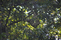 Canon EOS 5D Mark II, 2011:12:30 10:31:05 -- 1/250 sec, f/5.6.  No Flash, Compulsory.5616x3744 Off.