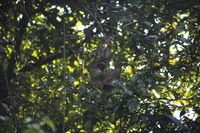 Canon EOS 5D Mark II, 2011:12:30 10:31:32 -- 1/250 sec, f/5.6.  No Flash, Compulsory.5616x3744 Off.