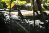 Canon EOS 5D Mark II, 2011:12:30 11:04:28 -- 1/320 sec, f/5.6.  No Flash, Compulsory.5616x3744 Off.