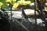 Canon EOS 5D Mark II, 2011:12:30 11:04:40 -- 1/320 sec, f/5.6.  No Flash, Compulsory.5616x3744 Off.
