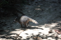 Canon EOS 5D Mark II, 2011:12:30 11:07:59 -- 1/80 sec, f/4.0.  No Flash, Compulsory.5616x3744 Off.