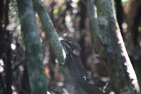 Canon EOS 5D Mark II, 2011:12:30 11:26:37 -- 1/50 sec, f/5.6.  No Flash, Compulsory.5616x3744 Off.