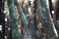 Canon EOS 5D Mark II, 2011:12:30 11:26:48 -- 1/50 sec, f/6.3.  No Flash, Compulsory.5616x3744 Off.