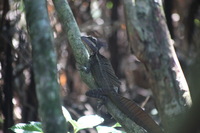 Canon EOS 5D Mark II, 2011:12:30 11:26:51 -- 1/50 sec, f/6.3.  No Flash, Compulsory.5616x3744 Off.