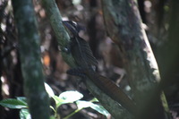 Canon EOS 5D Mark II, 2011:12:30 11:26:54 -- 1/50 sec, f/5.6.  No Flash, Compulsory.5616x3744 Off.