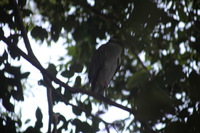 Canon EOS 5D Mark II, 2011:12:30 11:28:44 -- 1/50 sec, f/5.6.  No Flash, Compulsory.5616x3744 Off.