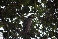 Canon EOS 5D Mark II, 2011:12:30 11:29:06 -- 1/50 sec, f/5.6.  No Flash, Compulsory.5616x3744 Off.