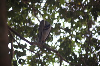 Canon EOS 5D Mark II, 2011:12:30 11:30:06 -- 1/50 sec, f/6.3.  No Flash, Compulsory.5616x3744 Off.