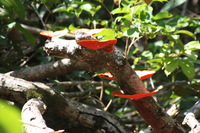 Canon EOS 5D Mark II, 2011:12:30 11:38:56 -- 1/50 sec, f/8.0.  No Flash, Compulsory.5616x3744 Off.