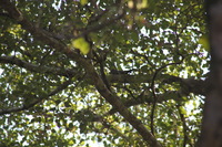 Canon EOS 5D Mark II, 2011:12:30 11:51:43 -- 1/50 sec, f/8.0.  No Flash, Compulsory.5616x3744 Off.