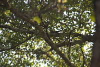 Canon EOS 5D Mark II, 2011:12:30 11:51:49 -- 1/50 sec, f/9.0.  No Flash, Compulsory.5616x3744 Off.
