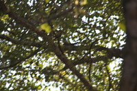 Canon EOS 5D Mark II, 2011:12:30 11:51:53 -- 1/50 sec, f/8.0.  No Flash, Compulsory.5616x3744 Off.