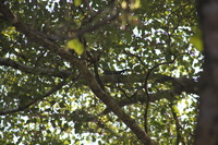 Canon EOS 5D Mark II, 2011:12:30 11:51:56 -- 1/50 sec, f/8.0.  No Flash, Compulsory.5616x3744 Off.