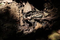 Canon EOS 5D Mark II, 2011:12:30 14:00:06 -- 1/250 sec, f/5.6.  No Flash, Compulsory.5616x3744 Off.