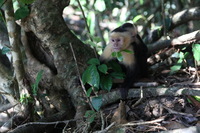Canon EOS 5D Mark II, 2011:12:30 14:15:56 -- 1/60 sec, f/4.0.  No Flash, Compulsory.5616x3744 Off.