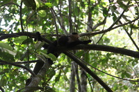 Canon EOS 5D Mark II, 2011:12:30 14:25:10 -- 1/100 sec, f/4.0.  No Flash, Compulsory.5616x3744 Off.