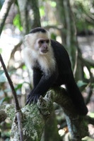 Canon EOS 5D Mark II, 2011:12:30 14:26:11 -- 1/80 sec, f/4.0.  No Flash, Compulsory.5616x3744 Off.