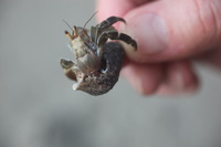 Canon EOS 5D Mark II, 2011:12:30 15:11:34 -- 1/80 sec, f/4.0.  No Flash, Compulsory.5616x3744 Off.