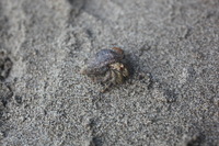 Canon EOS 5D Mark II, 2011:12:30 15:11:49 -- 1/125 sec, f/4.5.  No Flash, Compulsory.5616x3744 Off.