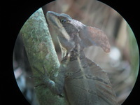 Canon PowerShot A590 IS, 2011:12:30 11:26:49 -- 1/4 sec, f/3.2.  No Flash, Compulsory.3264x2448 Off.