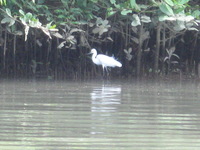 Canon PowerShot A590 IS, 2011:12:31 10:21:12 -- 1/100 sec, f/5.5.  No Flash, Auto.3264x2448 Red-Eye Reduction (Auto).