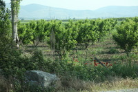Canon EOS 5D Mark II, 2012:05:08 01:28:29 -- 1/200 sec, f/5.6.  No Flash, Compulsory.5616x3744 Off.