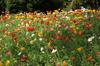 Canon EOS 5D Mark II, 2012:05:20 14:40:20 -- 1/250 sec, f/7.1.  No Flash, Compulsory.5616x3744 Off.