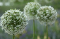 Canon EOS 5D Mark II, 2012:05:20 14:46:51 -- 1/250 sec, f/5.6.  No Flash, Compulsory.5616x3744 Off.