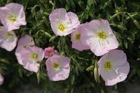 Canon EOS 5D Mark II, 2012:05:20 15:17:24 -- 1/400 sec, f/8.0.  No Flash, Compulsory.5616x3744 Off.