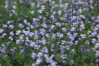 Canon EOS 5D Mark II, 2012:05:20 15:26:19 -- 1/200 sec, f/5.6.  No Flash, Compulsory.5616x3744 Off.